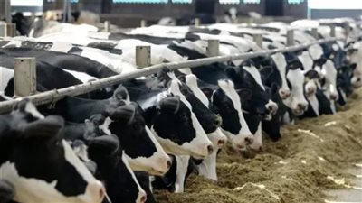 الزراعة: 282 مليون جنيه لتمويل 213 مستفيدًا بالمشروع القومي للبتلو