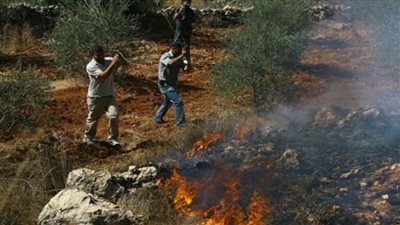 مستعمرون يحرقون أراضي زراعية في بورين جنوب نابلس 