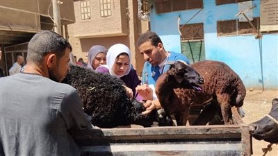 علاج 2493 حالة خلال قافلة بيطرية مجانية بقرية الشامية في ساحل سليم لدعم الثروة الحيوانية