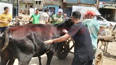 جامعة كفر الشيخ تنظم قافلة بيطرية مجانية ضمن مبادرة «بلدك معاك»
