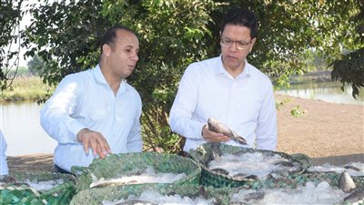 رئيس جامعة بنها يشهد موسم حصاد السمك البلطى بزراعة مشتهر