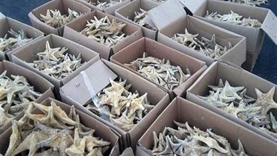 إحباط تهريب شعب مرجانية نادرة بمطار القاهرة