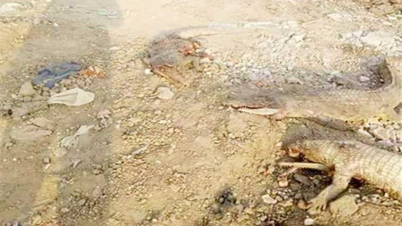 بالصور.. تماسيح بترعة