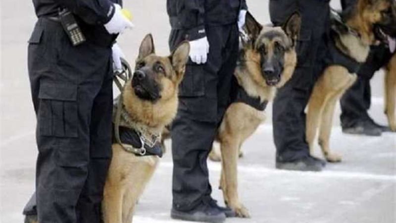 النمسا تفتش ركاب