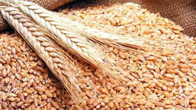 السلع التموينية تنفي وقف استيراد القمح الفرنسي