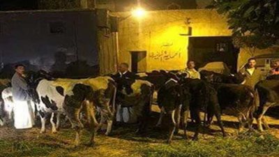 سقوط لصوص المواشي وبحوزتهم 14 رأس أغنام بالبحيرة
