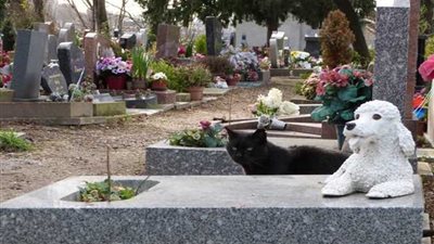 ألمان يرافقون حيواناتهم في الدار الآخرة