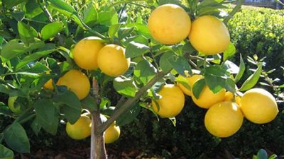 زراعة المنوفية: تنفيذ برامج إرشادية للخضر والفاكهة بمراكز المحافظة