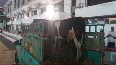 بالصور والفيديو.. جهاز الزمالك يذبح عجلا قبل مواجهة بتروجت