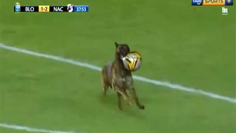 بالفيديو.. كلب يخطف