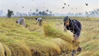 اتحاد الصناعات: حظر تصدير الأرز يضمن توفره
