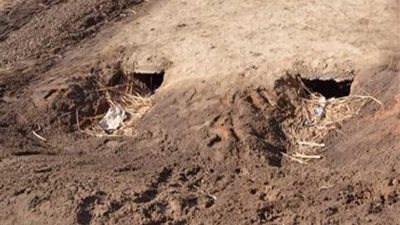 حفر 7 آبار جديدة للمياه في الشيخ زويد