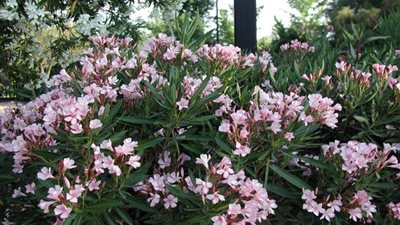 زراعة 140 شجرة 