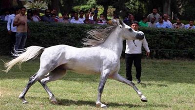 انطلاق البطولة الدولية لجمال الخيول العربية الأصيلة