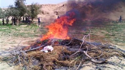 إبادة 5 أفدنة منزرعة بالنباتات المخدرة في حملة مكبرة بجنوب سيناء