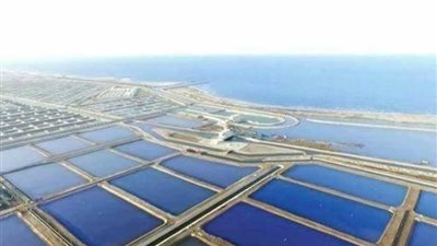 شاهد بالفيديو.. الاستعدادات الأخيرة لاستقبال السيسي في كفر الشيخ