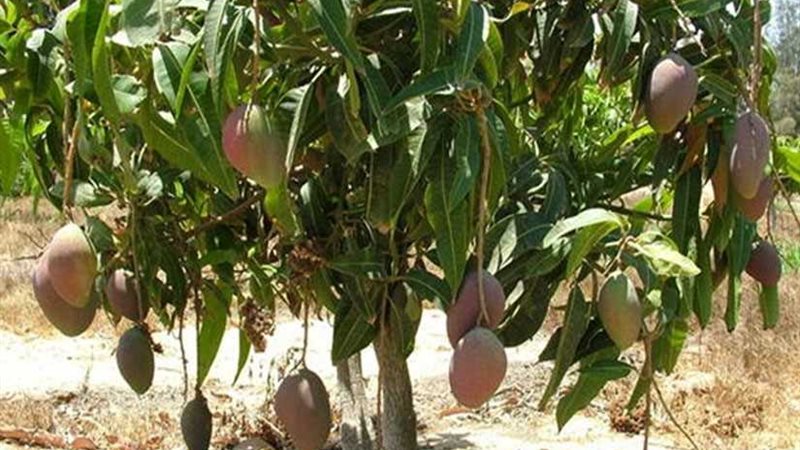 الزراعة تنتهي من