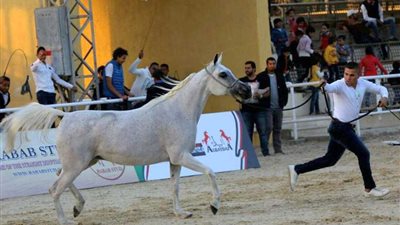 عمر المغاوري يسلم جوائز بطولة الجواد العربي لمربي الخيول الأصيلة