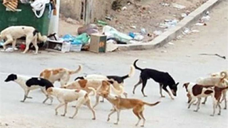 استجابة لـبوابة روزاليوسف