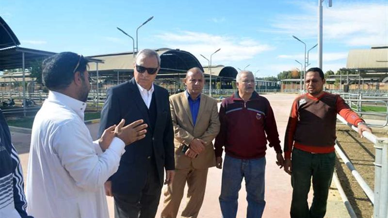 شوارع قنا تتزين بالنخيل