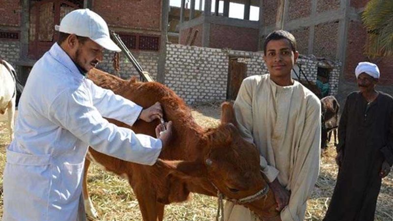 تحصين 137 رأس ماشية