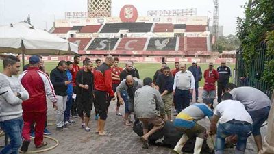 لاعبو الأهلي يذبحون عجلين قبل مواجهة سموحة