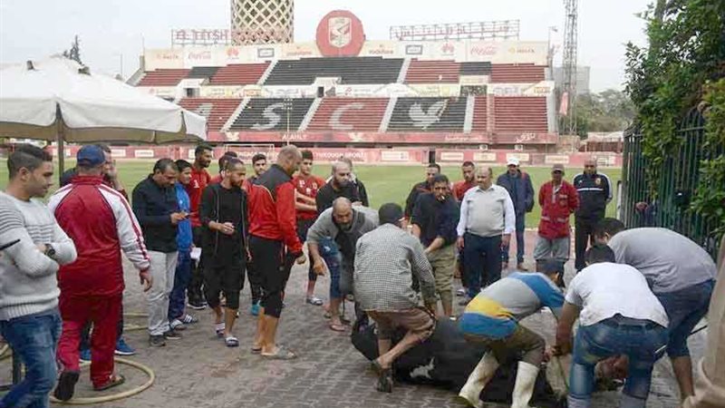 لاعبو الأهلي يذبحون