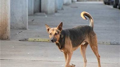 رئيس حي حدائق القبة يطالب بتشريع لحماية الموظفين من الكلاب