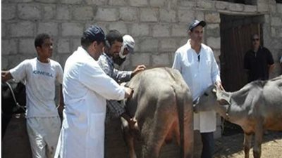 قوافل بيطرية لعلاج أمراض نقص الخصوبة بالبحيرة