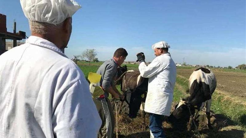 تحصين 441630 رأس