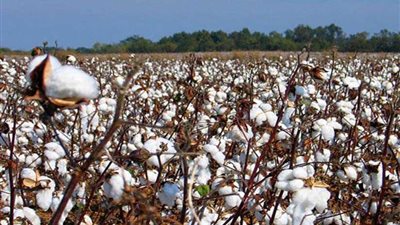 زراعة الغربية تحقق أعلى إنتاجية لمحصول القطن الموسم الماضي