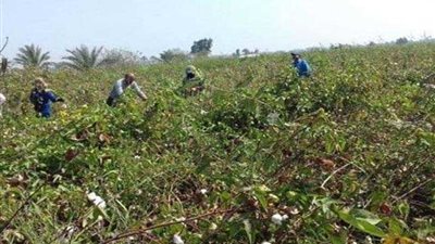 ارتفاع متوسط إنتاجية الحقول الإرشادية للقطن بالغربية