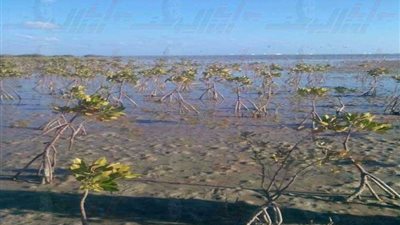 مشروع بحثي حكومي لزراعة 