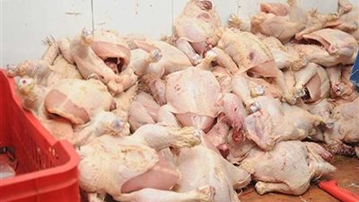 ضبط 8 أطنان دواجن فاسدة بالقليوبية