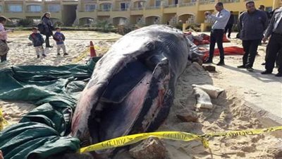 البيئة تُجهز مدفن آمن لحوت 