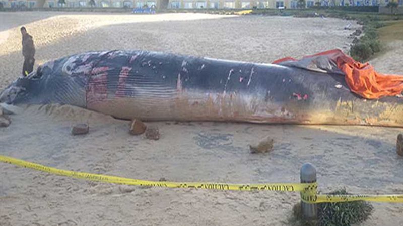 القوات البحرية تنتشل