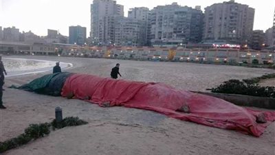 وزير البيئة : تم دفن حوت الإسكندرية النافق بالمدفن الصحي بالماكس