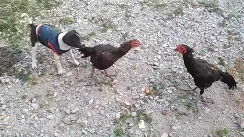 كلب فاعل خير ينهي