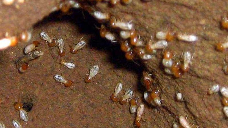 الزراعة: معالجة 2483