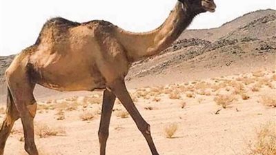 أطول ناقة في العالم على أبواب 