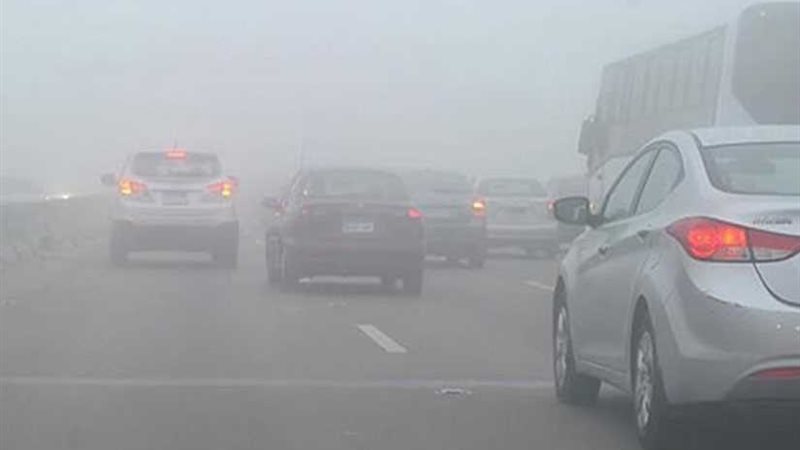 بالفيديو| تعرف على