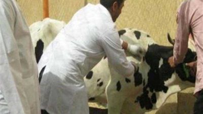 تحصين 748 ألفًا و695 رأس ماشية ضد الأمراض في 2017 ببني سويف