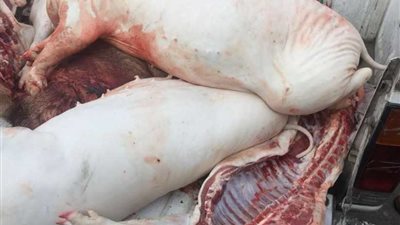ضبط صاحب مجزر بحوزته طن و140 كيلو لحوم خنازير مجهولة المصدر