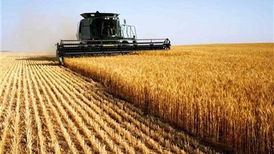 زراعة الغربية: تخصيص 17 مركزًا إرشاديًا خاصًا بمحصول القمح