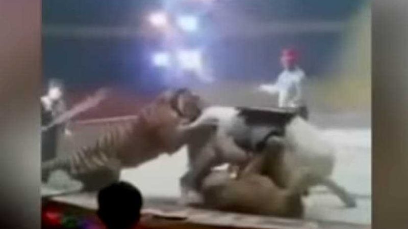 بالفيديو.. أسد ونمر