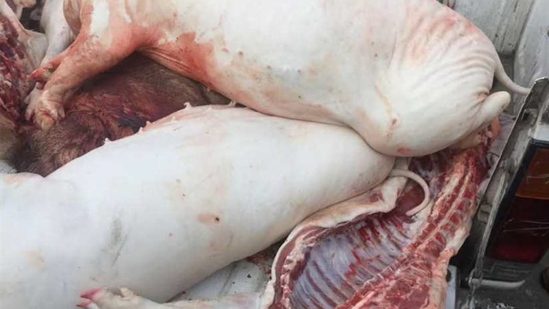 ضبط صاحب مجزر بحوزته