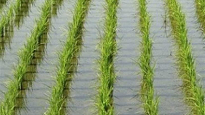 على الطريقة الصينية..