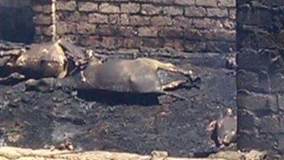 الغربية.. نفوق 28 ماشية في حريق بحظيرة مواشي