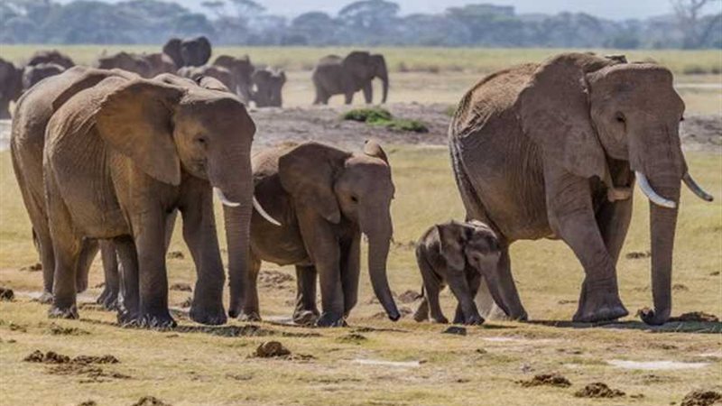 الأمم المتحدة: الجماعات