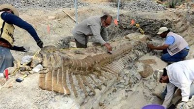 سي إن إن: اكتشاف حفرية ديناصور بمصر يغير مسار تطور الديناصورات